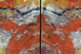 Tall, Colorful, Arizona Petrified Wood Bookends #74018-1